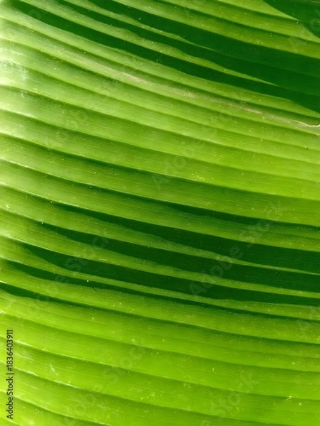 Obraz Green Tropical Leaf Texture with Natural Lines