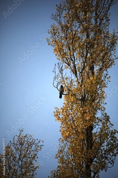 Obraz Corvus cornix.