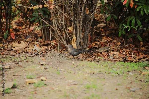 Obraz Turdus merula.