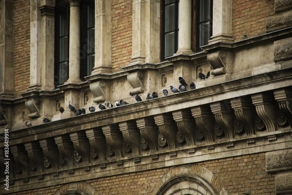 Obraz Pigeons.