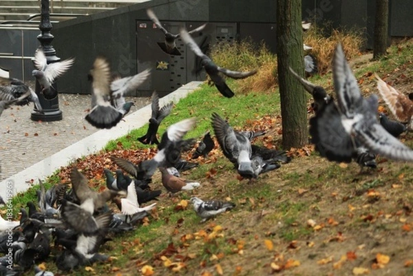 Obraz Pigeons.