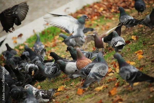 Obraz Pigeons.
