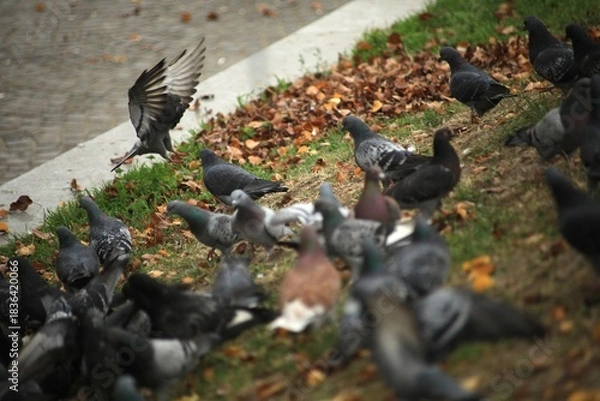 Obraz Pigeons.