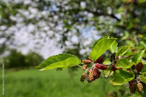 Obraz 色づき始めた桑の実