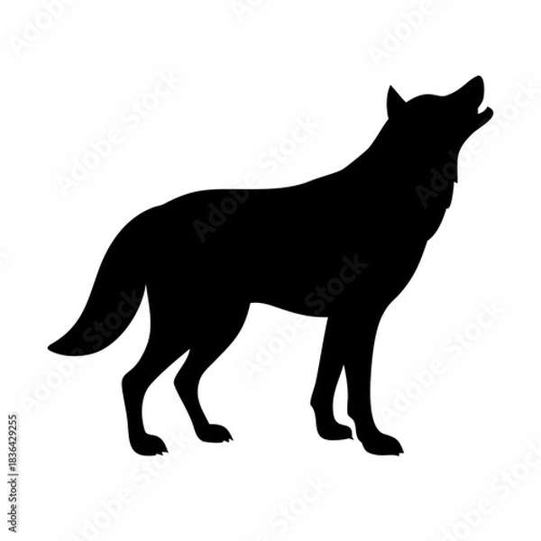Fototapeta Gray wolf silhouette