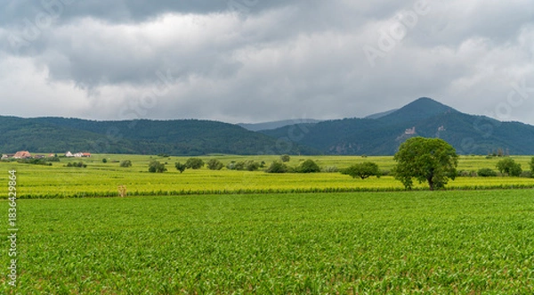 Obraz Idyllic Alsace scenery