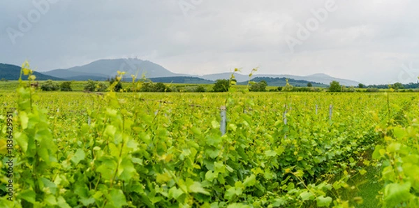 Obraz Idyllic Alsace scenery
