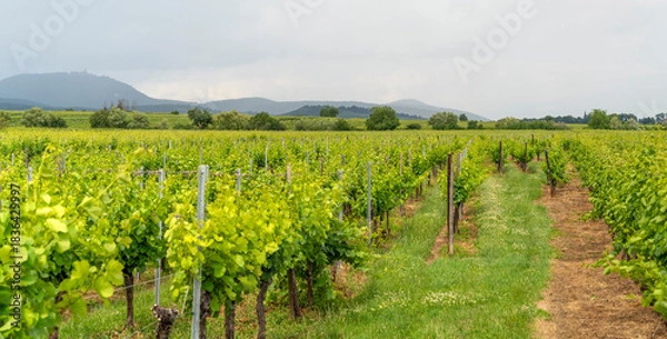 Obraz Idyllic Alsace scenery