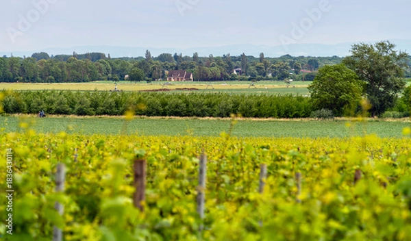 Obraz Idyllic Alsace scenery