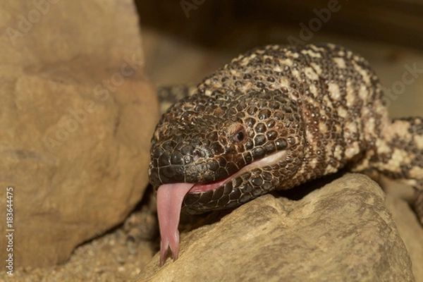 Fototapeta Gila-Krustenechse zeigt Zunge, Heloderma suspectum