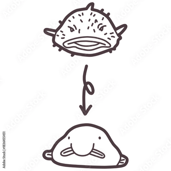 Obraz シンプルにデフォルメしたニュウドウカジカ（ブロブフィッシュ）のイラスト