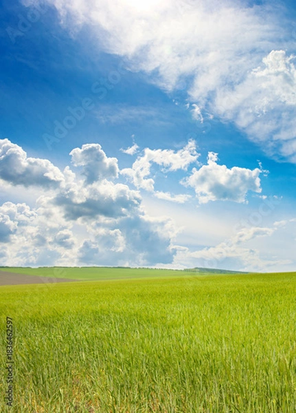 Obraz Spring wheat field and white clouds in the blue sky.