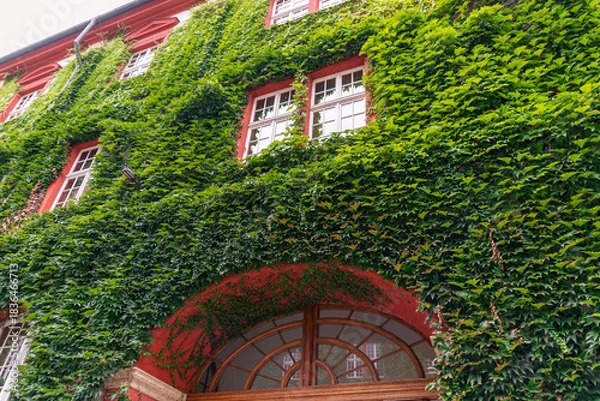 Fototapeta Red brick building with ivy-covered facade and arched windows. Ossoliński National Institute
