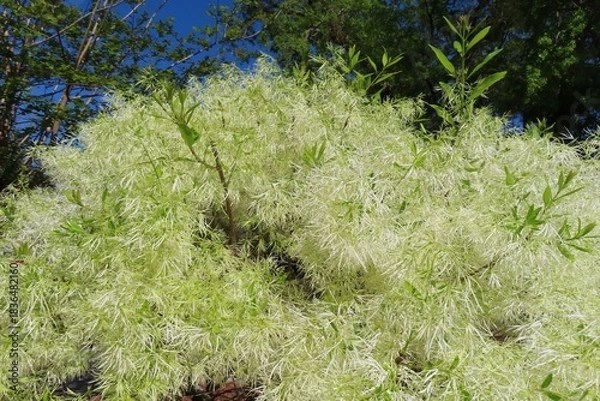 Obraz Fringe tree (Chionanthus virginicus) in Florida nature