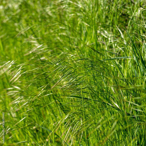 Obraz Grass