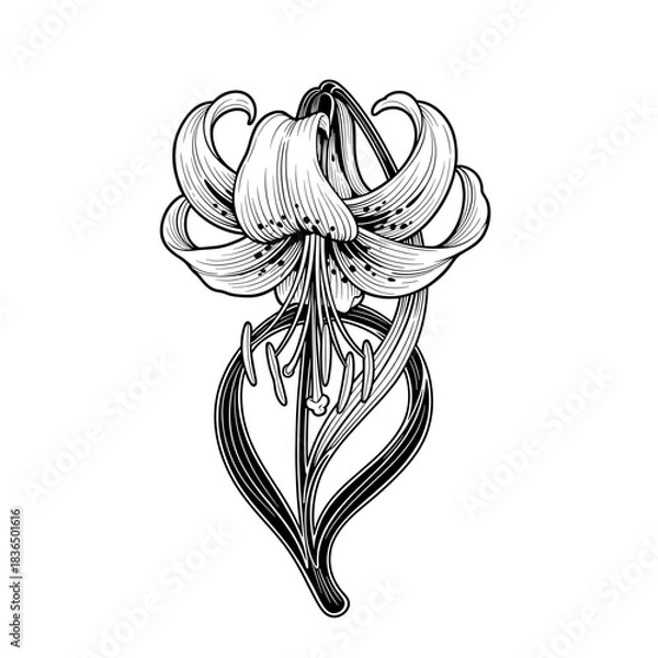 Fototapeta Elegant Monochrome Lily Bloom with Detailed Petals and Stems in Vintage Botanical Engraving Style