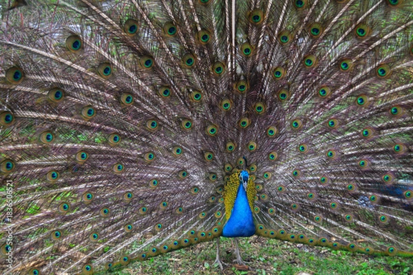 Fototapeta Vibrant male peacock displaying full colorful plumage in natural setting