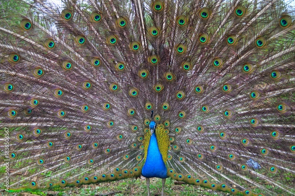Fototapeta Vibrant male peacock displaying full colorful plumage in natural setting