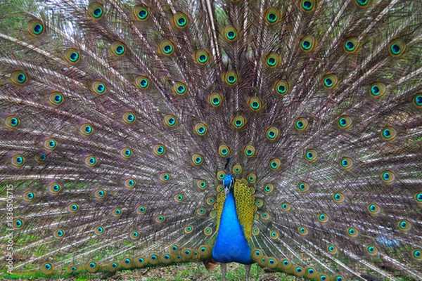 Fototapeta Majestic Peacock Displaying His Iridescent Tail Feathers with Brilliant Ocelli