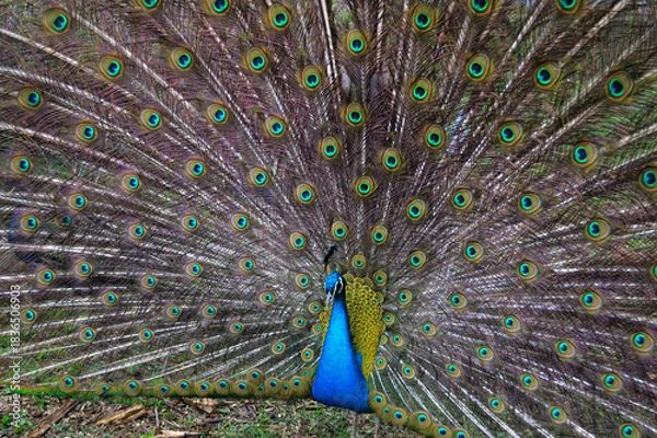 Fototapeta Majestic Peacock Displaying His Iridescent Tail Feathers with Brilliant Ocelli