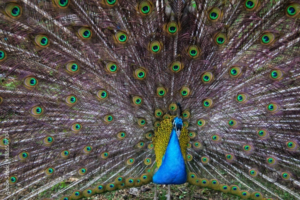 Fototapeta Majestic Peacock Displaying His Iridescent Tail Feathers with Brilliant Ocelli
