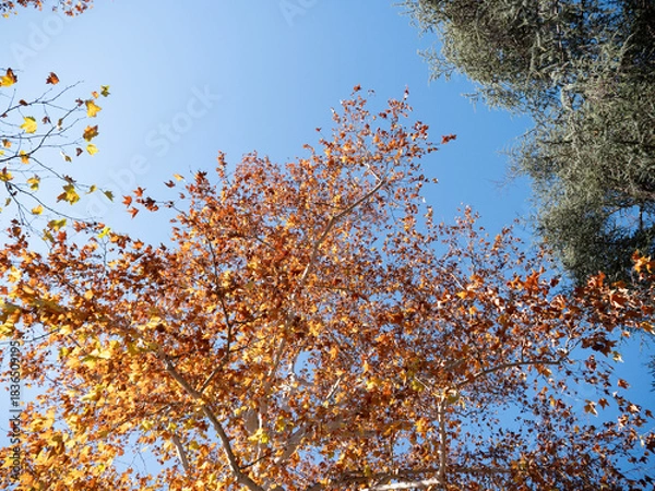 Obraz autumn tree branches