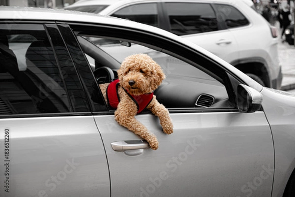 Fototapeta Poodle dog looking out of the passenger car window. Cute pet enjoying the ride in a relaxed and cheerful outdoor scene.