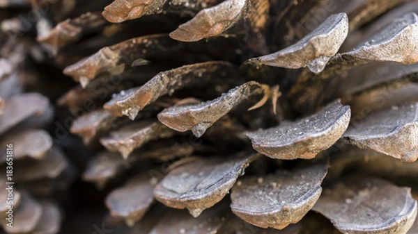 Obraz Pinecone macro photography