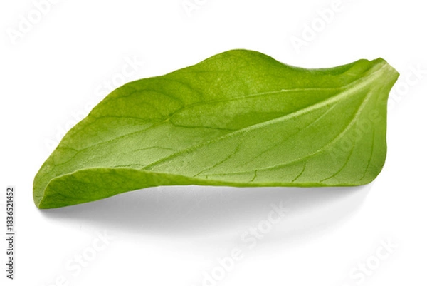 Obraz Single Basil Leaf, isolated on white background