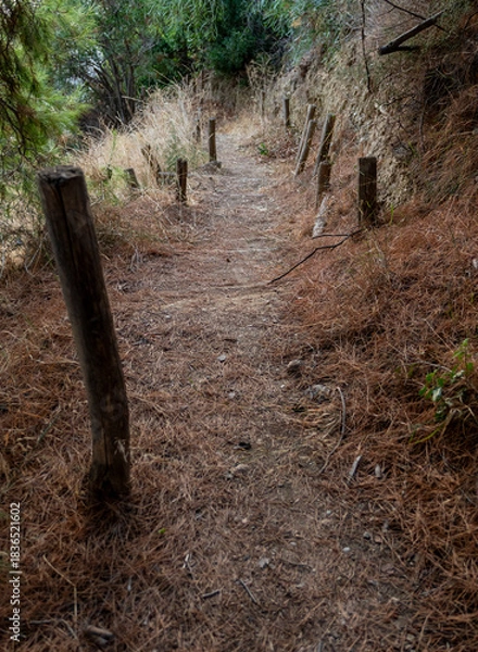 Obraz Rustic Trail with a Tree in a Natural Landscape
