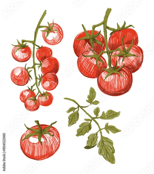 Obraz Tomatoes set sketch, hand drawn illustration
