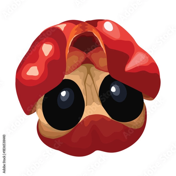 Fototapeta Ackee fruit. Vector illustration. Highlights and shadows. Isolated on a white background.