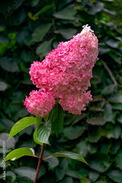 Obraz Beautiful white and pink hydrangea flowers.
