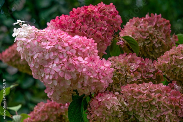 Obraz Beautiful white and pink hydrangea flowers.