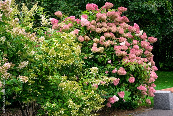 Obraz Beautiful white and pink hydrangea flowers.