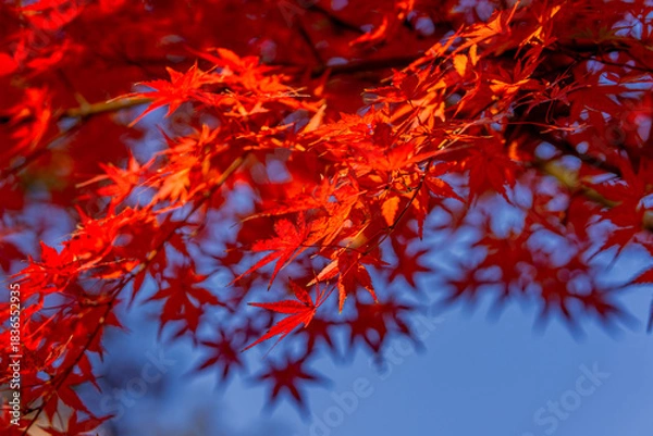 Obraz red maple leaves in autumn