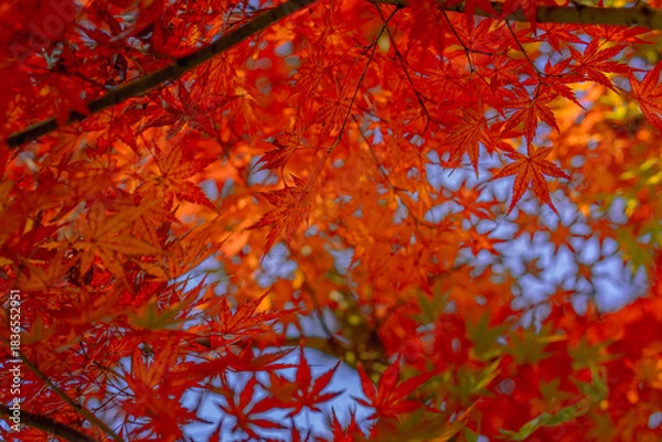 Obraz autumn leaves background