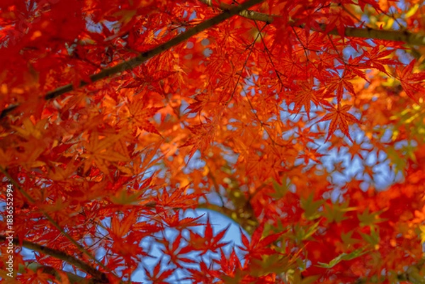 Obraz red autumn leaves