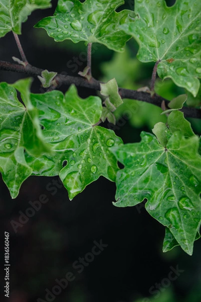 Obraz Green ivy leaves with water droplets glistening in natural light, showcasing vibrant textures and intricate patterns, creating a refreshing and serene atmosphere in nature