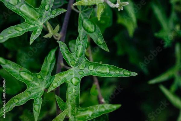 Obraz Green ivy leaves with water droplets glistening in natural light, showcasing vibrant textures and intricate details of nature's beauty in a lush environment