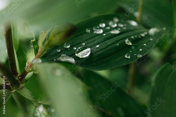 Obraz Close-up of green leaf with water droplets, showcasing vibrant textures and natural beauty, highlighting the freshness of nature in a lush environment