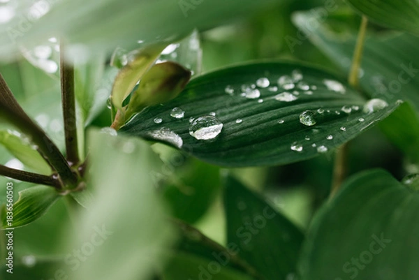 Obraz Close-up of green leaves adorned with water droplets, showcasing the beauty of nature and the freshness after rain, emphasizing vibrant textures and natural elements