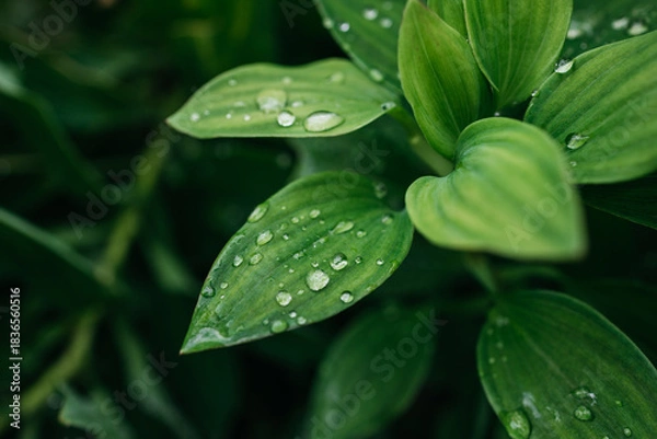 Obraz Close-up of vibrant green leaves with water droplets glistening on their surface, showcasing the beauty of nature and the freshness of a lush garden environment