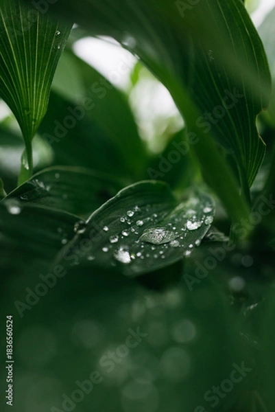 Obraz Close-up of lush green leaves with water droplets glistening in natural light, showcasing the beauty of nature and the freshness of a vibrant ecosystem