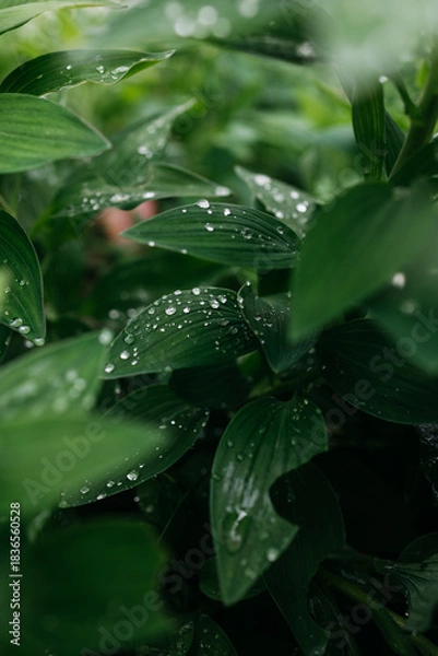 Obraz Lush green foliage with water droplets glistening on leaves, showcasing the beauty of nature and the refreshing essence of a vibrant garden environment