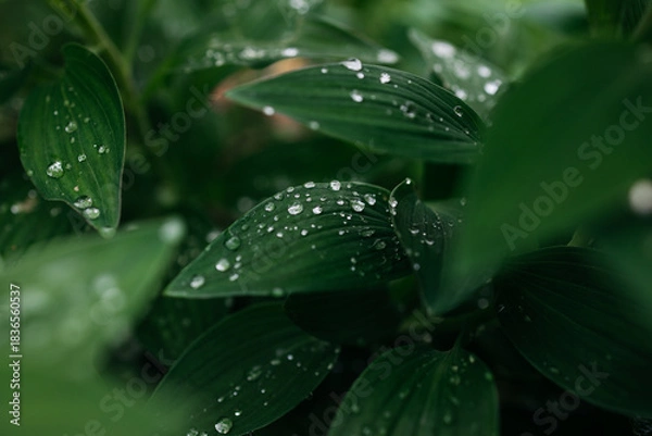 Obraz Close-up of lush green leaves adorned with water droplets, showcasing the beauty of nature and the refreshing essence of a vibrant ecosystem in a serene environment