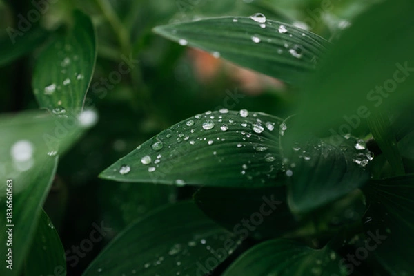 Obraz Close-up of green leaves adorned with water droplets, showcasing the beauty of nature and the freshness after rain, creating a serene and tranquil atmosphere