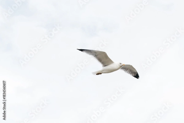 Obraz Seagull soaring gracefully through the cloudy sky, showcasing its wingspan and natural beauty, embodying freedom and the essence of wildlife in motion