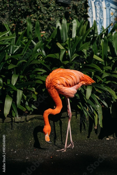 Obraz Vibrant orange flamingo gracefully bending down to forage among lush green foliage, showcasing its unique posture and colorful plumage in a natural setting