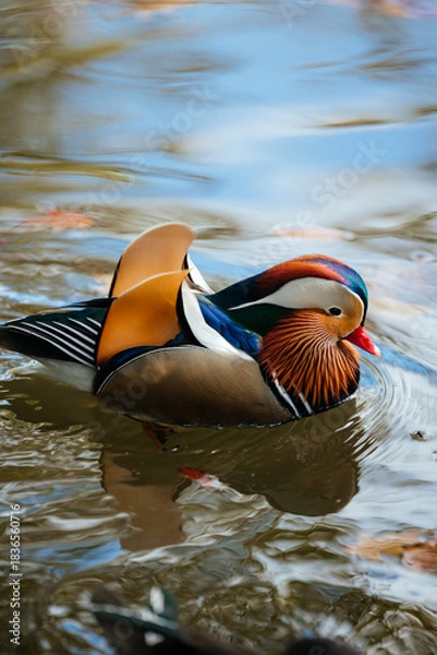 Obraz Colorful mandarin duck swimming gracefully on a serene pond, showcasing vibrant plumage and intricate patterns, reflecting nature's beauty and tranquility in a peaceful environment